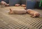 Щелевые полы бетонные для свиней