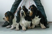 Бассет хаунда щенки от титулованных собак с доставкой по регионам