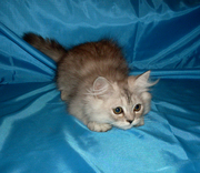Персидские котята серебристого окраса